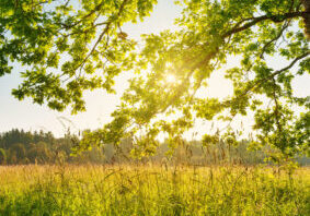 Birch,Tree,Foliage,In,Morning,Light,With,Sunlight.,Sunrise,On