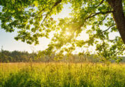 Birch,Tree,Foliage,In,Morning,Light,With,Sunlight.,Sunrise,On