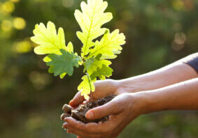 Environment,Earth,Day,In,The,Hands,Of,Trees,Growing,Seedlings