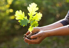 Environment,Earth,Day,In,The,Hands,Of,Trees,Growing,Seedlings